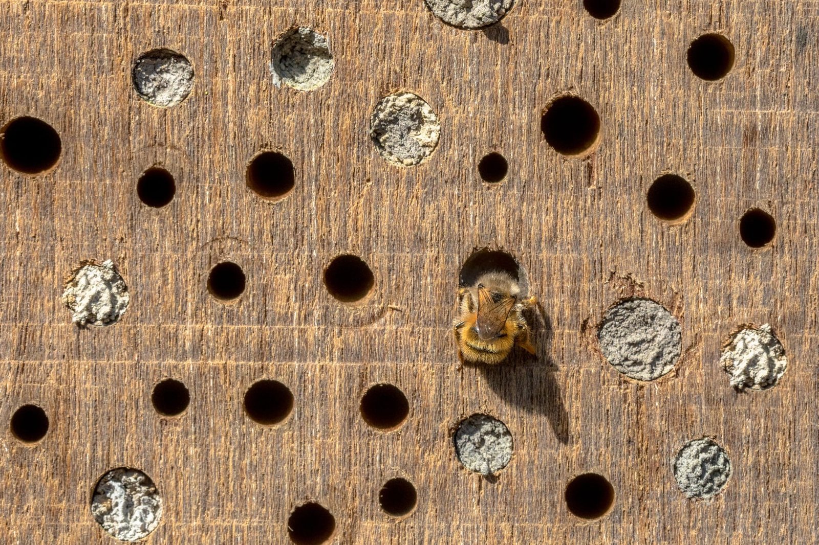 Wild bee building nest in insect hotel