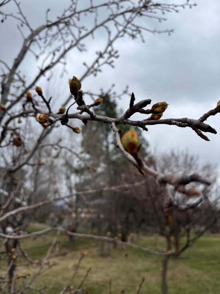 pear tree bud at Red Hen Farm