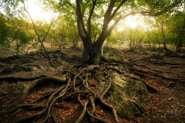 Old tree with big roots